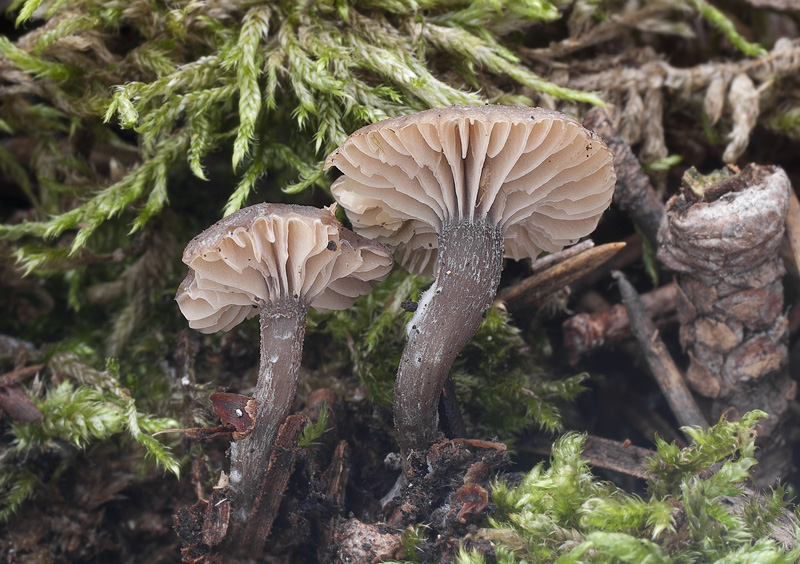 Rhodocybe caelata